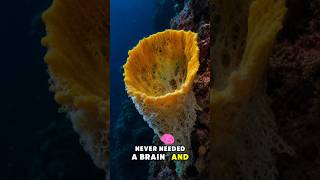 Top 5 Animals Born Without A Brain 🧠 #Top5 #animals