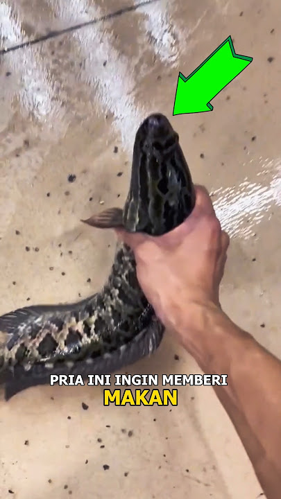 Arapaima voeren met chana baviaanvis 🦈