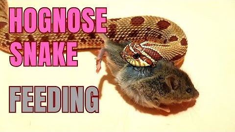 venomous hognose snake eats mouse from behind. #snake #reptiles #hognose