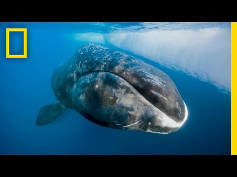 National Geographic Live! - Catching a 200-Year-Old Whale - YouTube