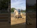 Zingaro PM Perlino Andalusian PRE Stallion Empezandolo | Rancho Rivera