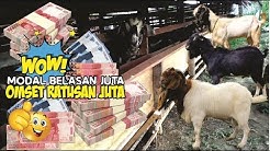 Cara Sukses Ternak Kambing Modal Kecil Tapi Omset Ratusan Juta - Durasi: 5.40. 