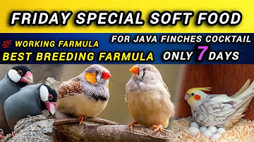 How to make soft food for finches & cocktail  Friday special soft food for finches cocktail & java