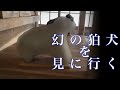 【貴重】山奥ある陰陽道狛犬に会いに行く