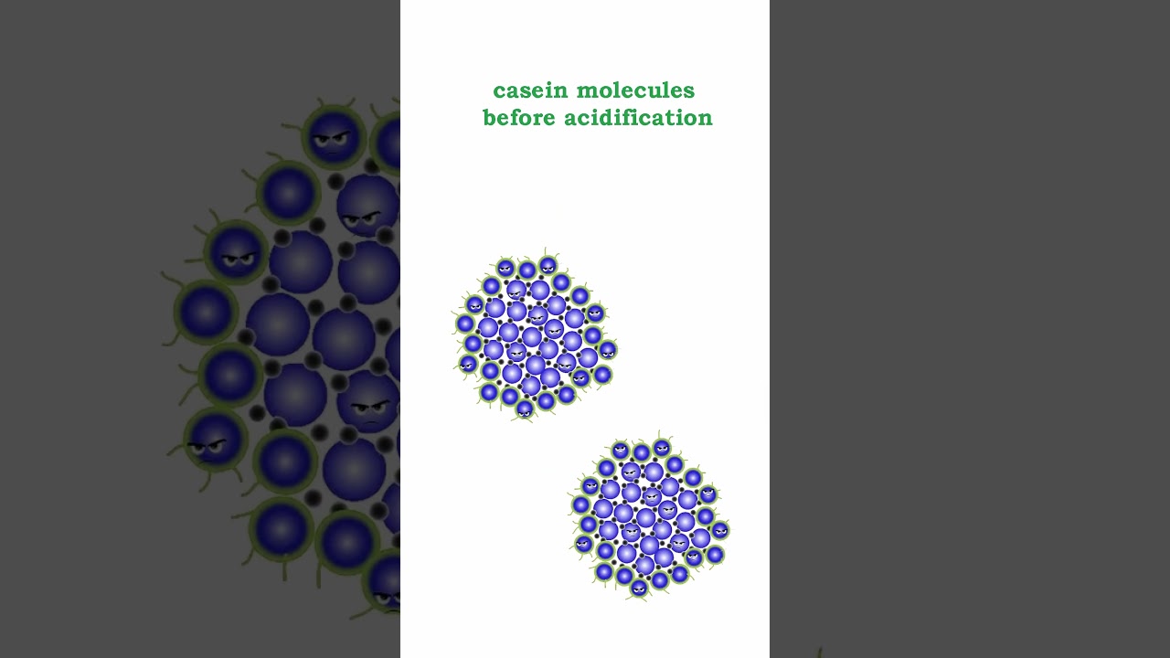 Why does Milk Curdle?