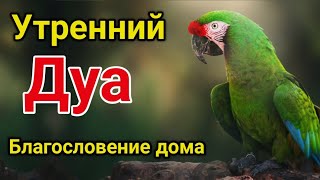 Утренний Дуа. Дуа Каждое Утро