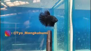 ikan cupang hias halfmoon black melano