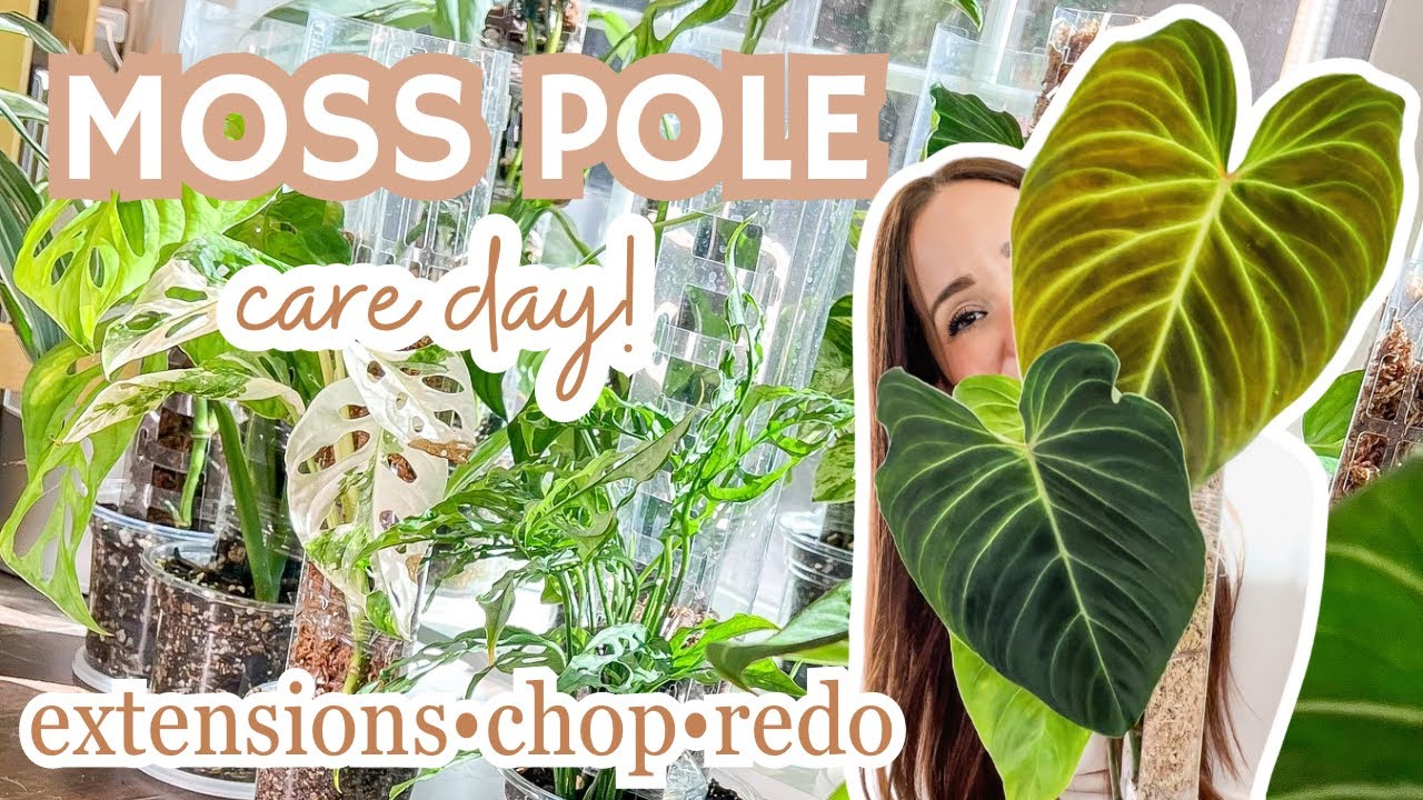 moss pole care🌱 extensions | chops | re-dos
