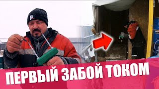 Забой током ПЕРВЫЙ ОПЫТ | Самый БЫСТРЫЙ ЗАБОЙ | Свинья 135 кг живым весом | убой током свиней