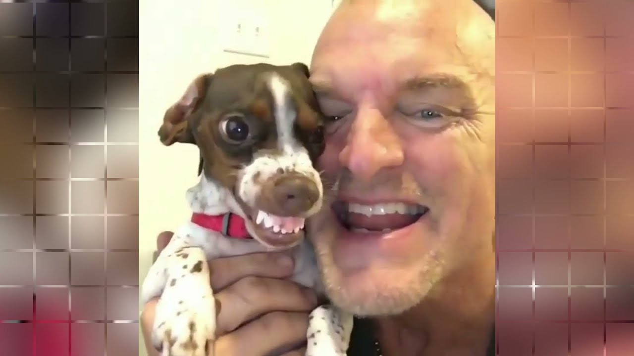 Funniest Cat And Dog Videos 2021 |  pet friends 2021 tik tok funny video funny videos 2021