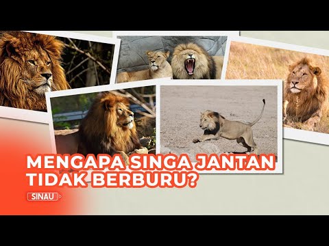 Video: Kapan singa betina mengaum?