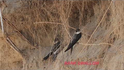 A tale of two swallows