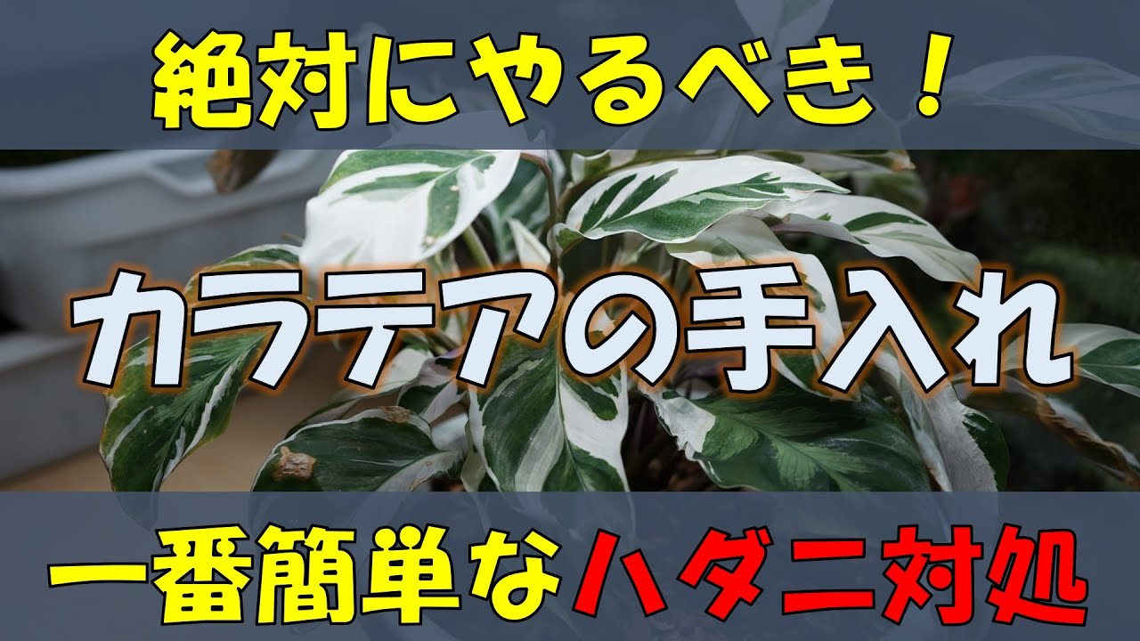 まず試したい簡単な駆除方法 観葉植物の手入れとハダニの対処 カラテアを剪定します Youtube