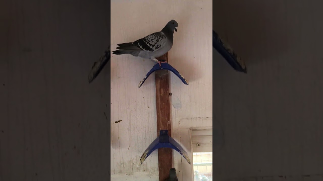 Mis palomas CAMPEONAS! Os enseño mis títulos y el palomar