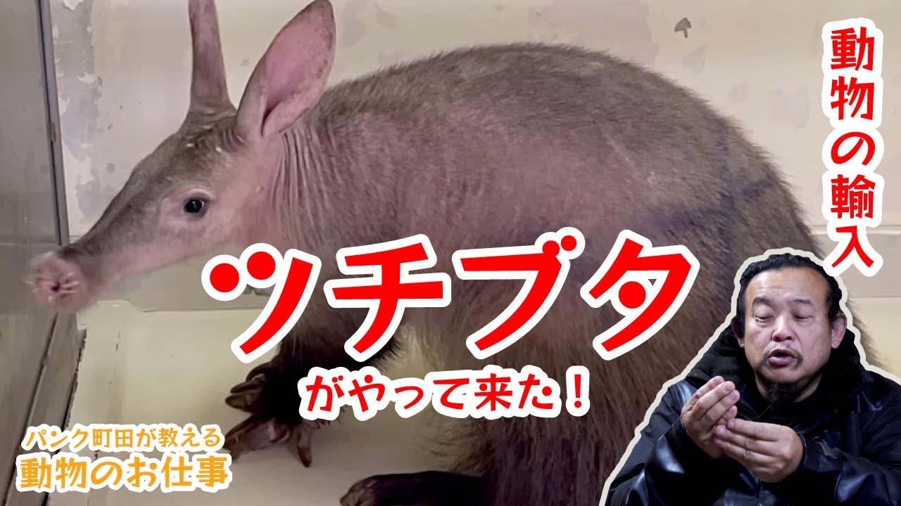 Animal Import] Aardvarks have arrived! [Rare Animals] - YouTube
