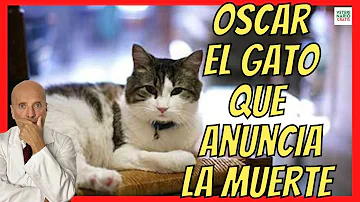 ¿Pueden los gatos detectar la muerte?