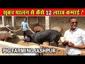  pig farming how to earn 12 lakhs from pig farming  how to follow sukar 