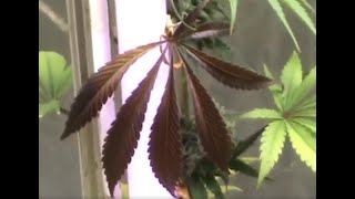 Last update of 2022!  Single PURPLE leaf!?