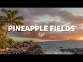 Nsh  pineapple fields lyrics