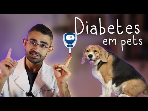 Vídeo: Diabetes Em Cães