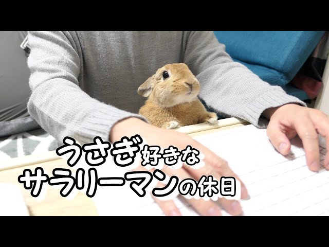 【Vlog】ウサギ好きなサラリーマンの休日
