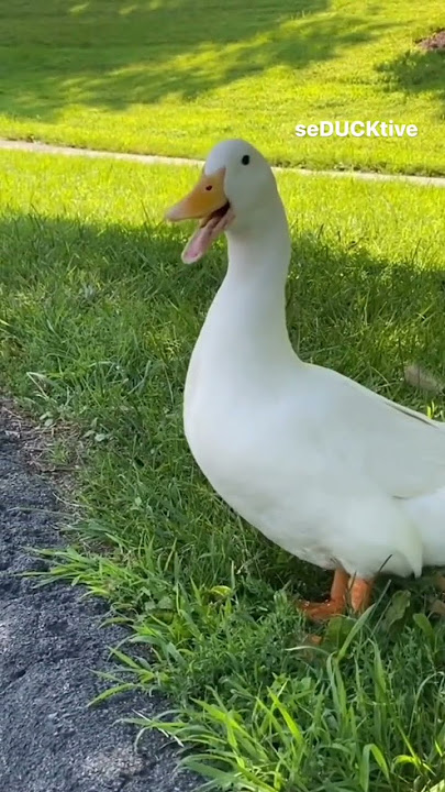 #dj #duck ||🦆🦢||#shorts #tiktok #viral #nature #trending