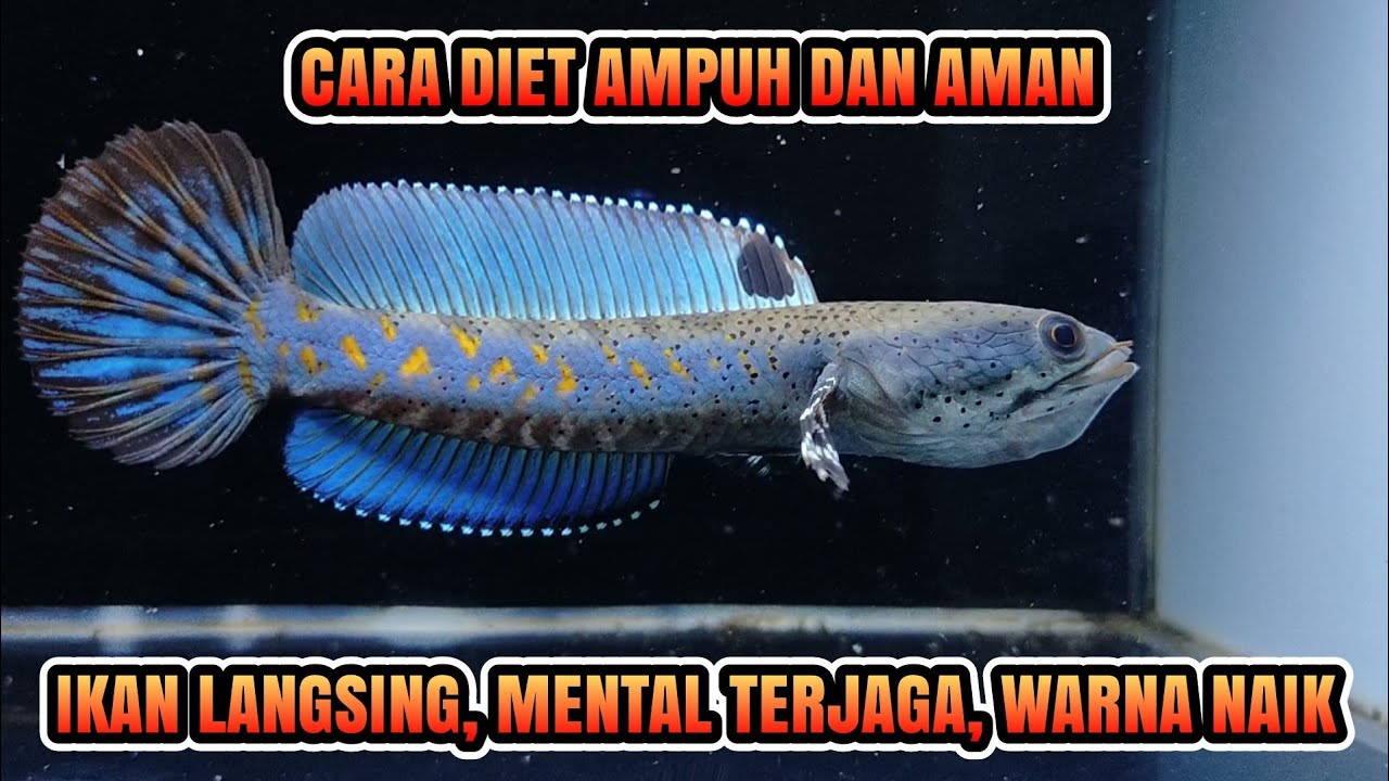 diet aman untuk Channa pulchra