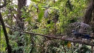 baru kali ini mikat merpati hutan BL nya enggak punya remm