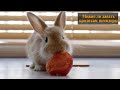 Можно ли кроликам помидоры