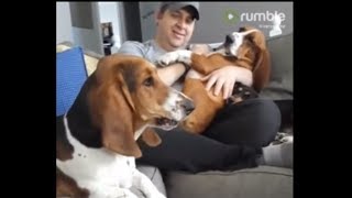 Hilarious basset hound throws jealous temper tantrum