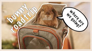 RABBIT ROAD TRIP! (how to take your rabbit on a long car ride)