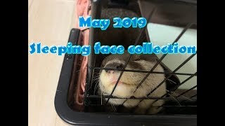 May 2019 Sleeping face collection [Otter life Day 25] カワウソアティの寝顔集2019年5月版