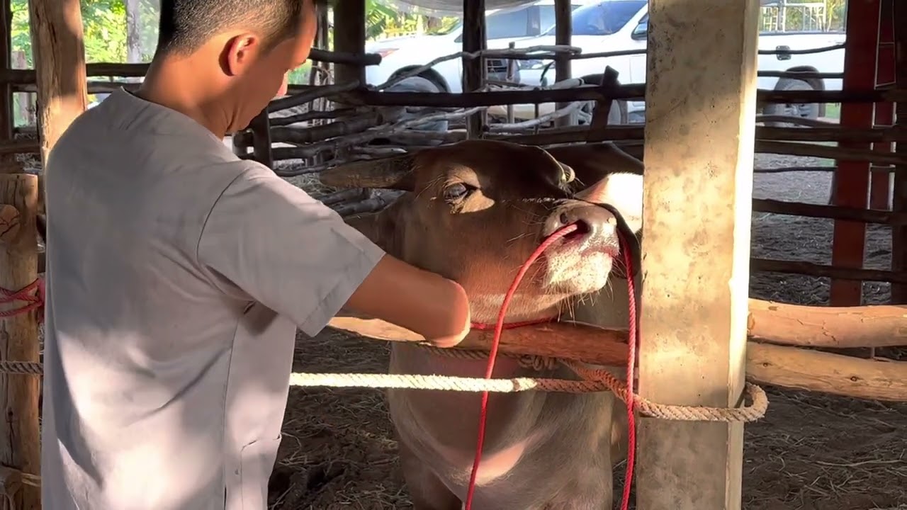 สนสะพานควาย