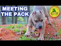 PUPPIES INTRODUCED TO DOG PACK 🔥 WILL SHOCK YOU 🔥  | AMERICAN BULLY
