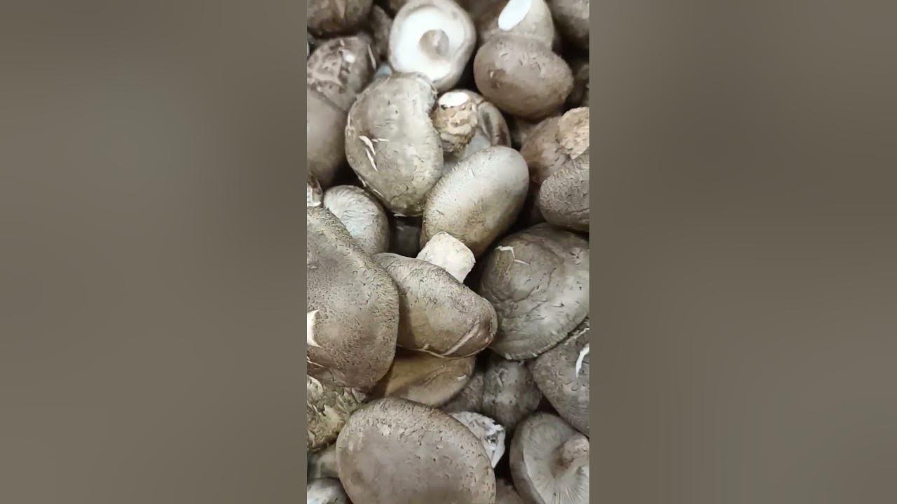 SHIITAKE MUSHROOMS #cooking #food #ingredients