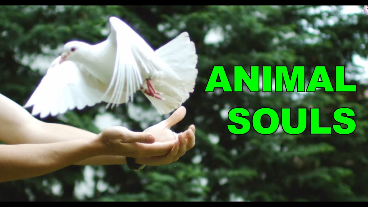 animal-souls-messages-from-the-beyond-ursula-demarmels-youtube