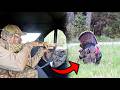 TURKEY HUNTING Over Our DRIVEWAY 