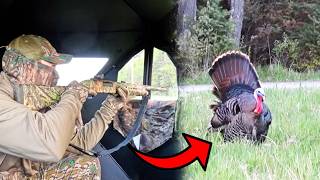 TURKEY HUNTING over our DRIVEWAY!