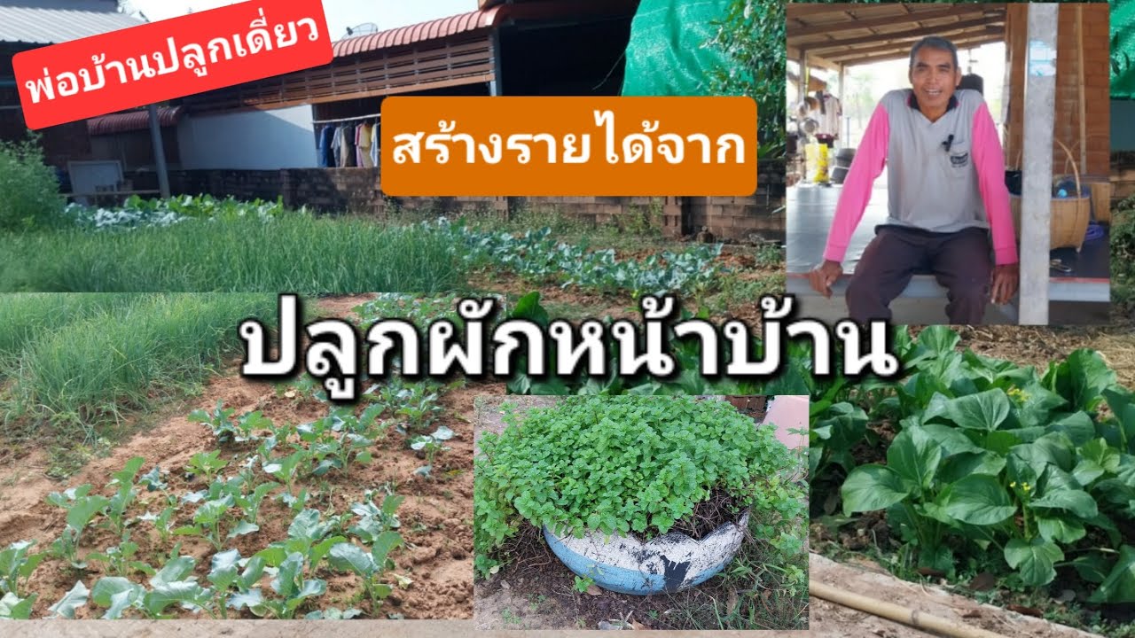 พาชม พ่อบ้านปลูกเดี่ยว สร้างรายได้จาก ปลูกผักหน้าบ้าน #ผักสวนครัว