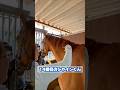 【2026.05.22】シャインくんを散髪😃✂️💈かわいいー💕