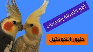 أهم الأسئلة والاجابات الكاملة حول تربية طيور الكوكتيل