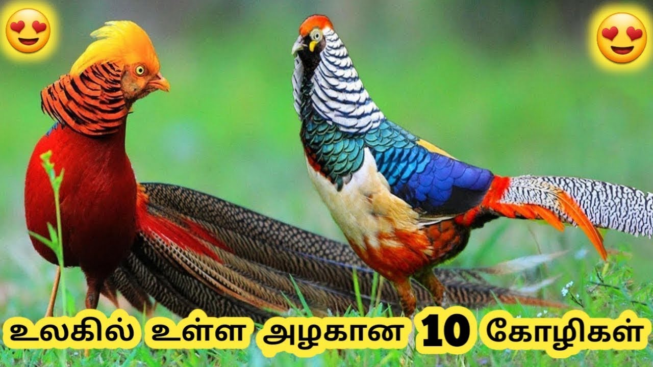 அழகான கோழிகள் || Ten beautiful pheasant || Tamil Info Share