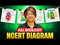 Complete Biology NCERT Diagrams in One Shot🔥 | NEET 2026