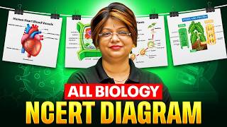 Complete Biology Ncert Diagrams In One Shot  Neet 2026