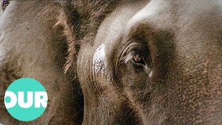 The Dark Side Of Elephants | Our World