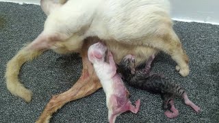 Newborn Kitten Tries To Suck On Mother Cat's Nipple