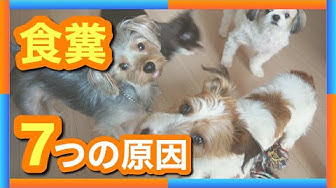 食糞 Youtube