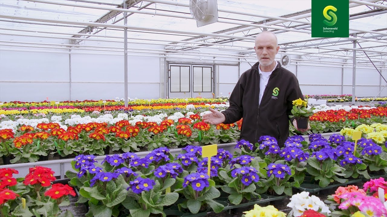 Primula acaulis Paradiso & Primula polyanthus Perola (Deutsch)