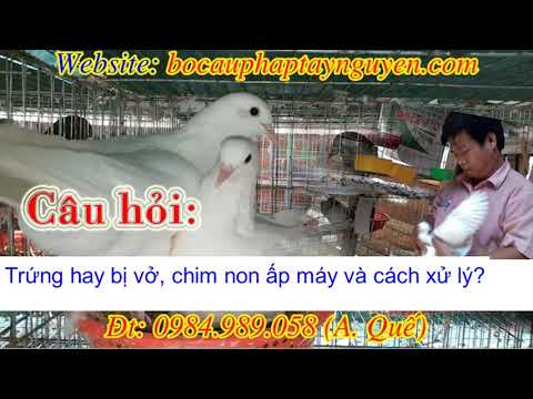 Video Câu hỏi 11: Hay vở trứng, xử lý chim non ấp lò/máy ?... - youtube