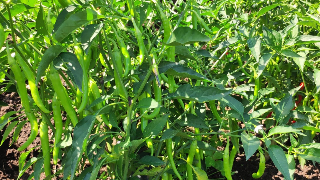 Ce piment est l'un des plus prisés du monde 🌶️🌶️. Lance toi!